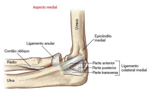 Epicondiloalgia Medial 2