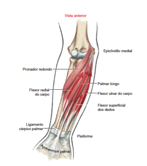 Epicondiloalgia Medial 3