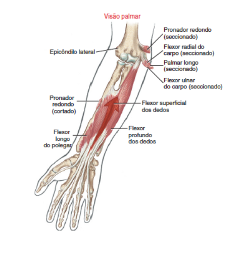 Epicondiloalgia Medial 4