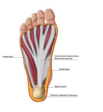 Figura 1: Anatomia da fáscia plantar. Fonte: Latt LD. et al., 2020.