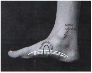 Figura 2: Arco longitudinal medial (ALM). Fonte: Neumann D. A., 2006.