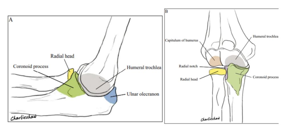 Figura 3. Estruturas ósseas do cotovelo, vistas lateral (A) e anterior (B). Fonte: XIAO et al., 2015.