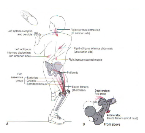 Imagem 4. Progressão de exercício para a musculatura abdutora de quadril. Fonte: Mellor et al., 2018.