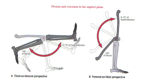 Imagem 5. Progressão do exercício de agachamento. Fonte: Mellor et al., 2018.