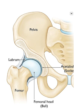 da Síndrome do Impacto Femoroacetabular