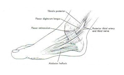 Figura 2: Vista medial do retináculo flexor recobrindo os tendões tibial posterior e flexor longo dos dedos. Fonte: Neumann D. A. Cinesiologia do aparelho musculoesquelético: fundamentos para a reabilitação física. 2006, Ed. Guanabara koogan, Rio de Janeiro
