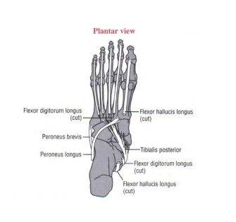 Figura 3: Vista plantar da inserção do tendão tibial posterior. Fonte: Neumann D. A. Cinesiologia do aparelho musculoesquelético: fundamentos para a reabilitação física. 2006, Ed. Guanabara koogan, Rio de Janeiro