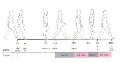 Figura 6: Subdivisão das fases da marcha. Fonte: Neumann D. A. Cinesiologia do aparelho musculoesquelético: fundamentos para a reabilitação física. 2006, Ed. Guanabara koogan, Rio de Janeiro